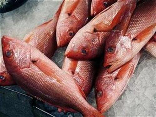 84% lượng cá thế giới bị nhiễm độc thủy ngân